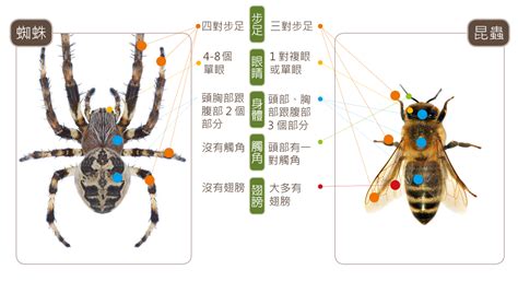 家里有大蜘蛛|蛛事吉祥——家中常見蜘蛛篇